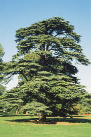 Lebanese Cedar - Cedrus libani ssp libani - Exotic Tree / Bonsai Tree - 5 Seeds