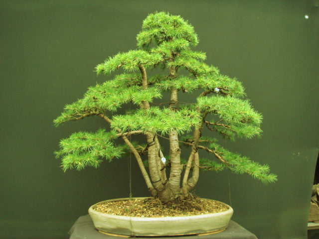 Lebanese Cedar - Cedrus libani ssp libani - Exotic Tree / Bonsai Tree - 5 Seeds