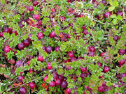 American Cranberry - Vaccinium Macrocarpon - 10 Seeds - Fruit Tree - Exotic Fruit