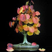 Japanese Katsura - Cercidiphyllum japonicum - Exotic Bonsai Tree - 10 Seeds