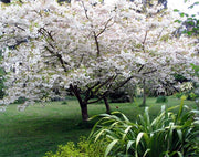 Japanese Flowering Cherry - Prunus serrulata - Flowering Tree / Bonsai Tree - 5 Seeds