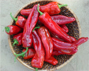 Giant Ristra Chilli Pepper - F1 Hybrid - Capsicum annuum - 5 Seeds