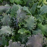 Kale Storm Salad Leaf Mix - Vegetable - 5 Seed Pellets - Simply Salad - Multi Seed Pellets - The Patio Vegetable Collection