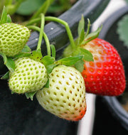 Fresca Strawberry - Fragaria X.Ananassa - Exotic Fruit Berry - 5 Seeds