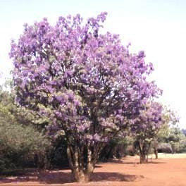 Bolusanthus Speciosus - Indigenous Tree - Tree Wisteria - 10 Seeds