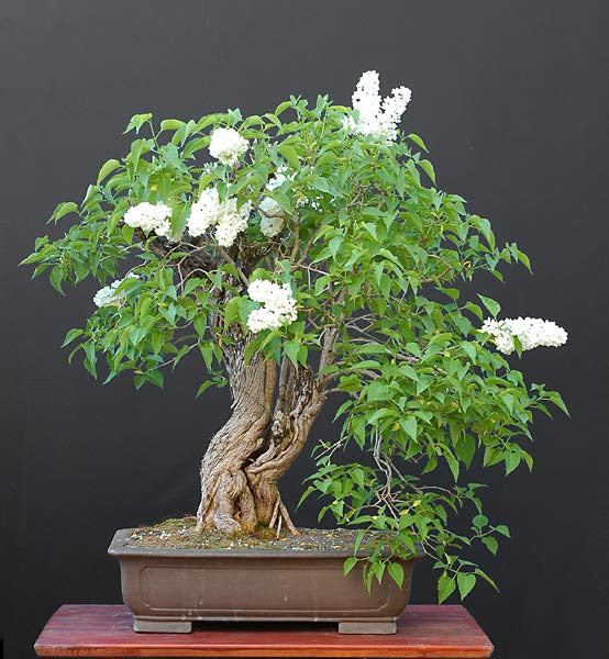 Fragrant French Lilac - Bonsai Tree - 10 Seeds - Syringa Vulgaris