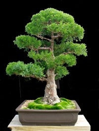Japanese Red Cedar - Cryptomeria Japonica - Bonsai Tree - 5 Seeds