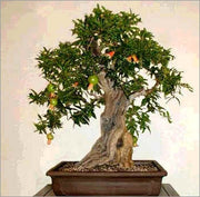 Dwarf Pomegranate - Punica granatum ssp. nana - Bonsai / Tree / Fruit - 5 Seeds