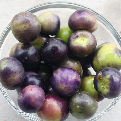 Purple Tomatillo- Physalis Ixocarpa - 25 Seeds