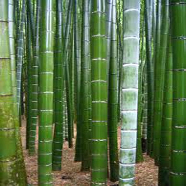 Moso Bamboo - Phyllostachys Pubescens - Edible shoots - 10 Seeds