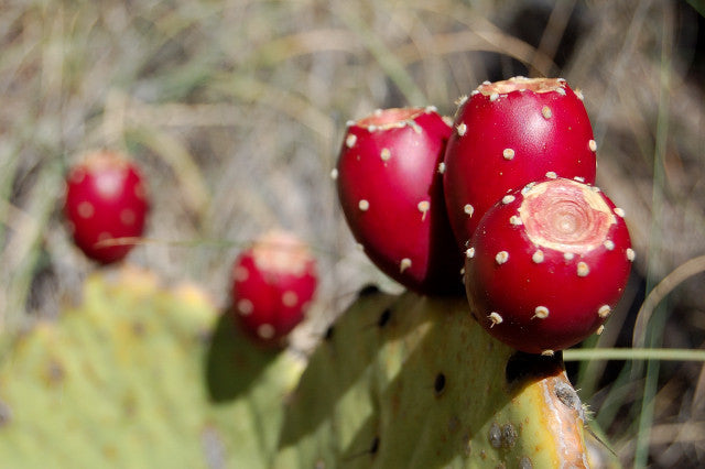 Prickly Pear - Opuntia ssp Mixed - Edible Fruit - Succulent Cactus Fruit - 5 Seeds