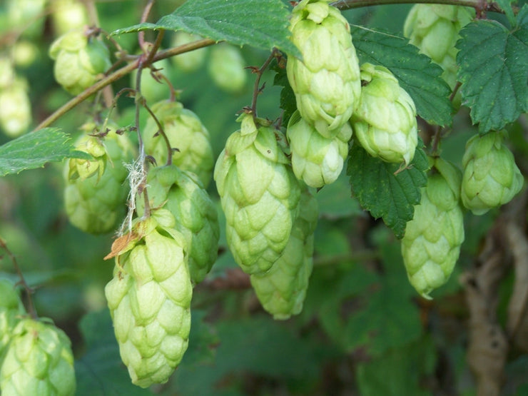 Hops - Humulus Lupulus v lupulus - The Plant Beer is made from - Perennial Climber - 10 Seeds