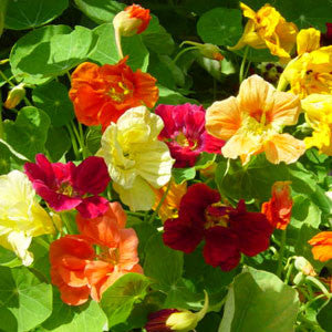 Nasturtium Jewel Choice Mix - Bulk Edible Flower Seeds
