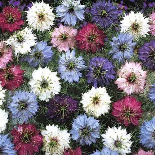 Nigella Persian Jewel Mix - Nigella Damascena - 100 Seeds - Annual Flower
