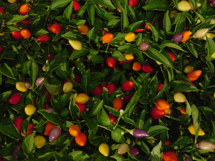 Nu Mex Twilight Chilli Pepper - Capsicum Annuum v Longum - 5 Seeds