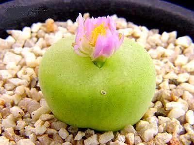 Conophytum Pillansii - Mesembs - Indigenous South African Succulents - 10 Seeds