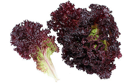 Lolla Rossa Lettuce - Bulk Vegetable Seeds - 20 grams