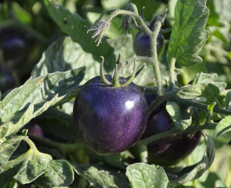 Indigo Rose Tomato - Lycopersicon Esculentum - Health Properties / NON GMO