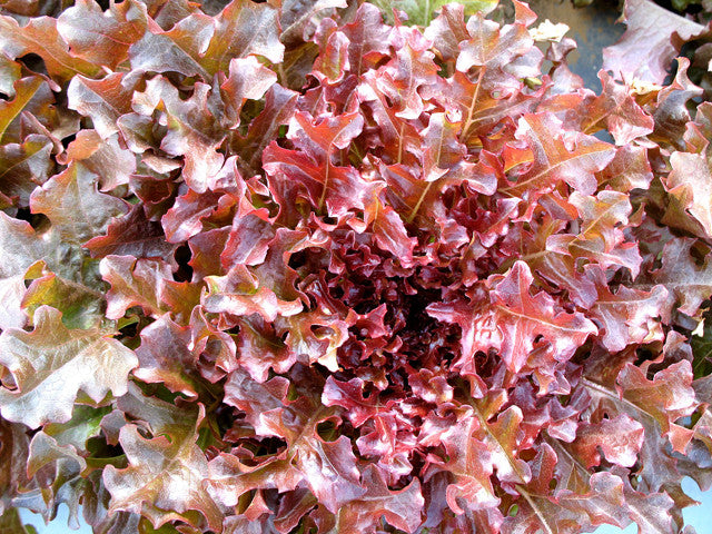 Gourmet Salad Bowl Red Lettuce - Bulk Organic Vegetable Seeds - 20 grams