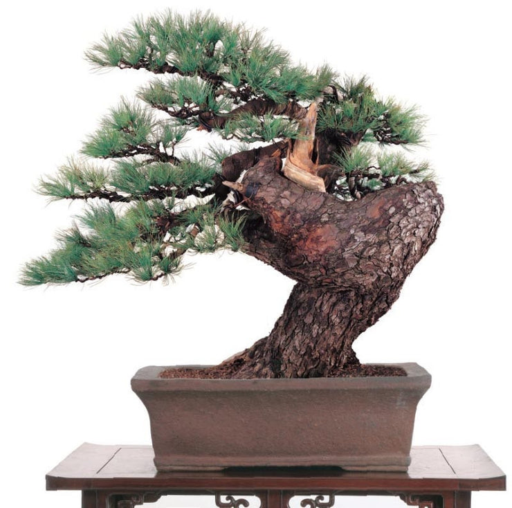 Japanese White Pine - Pinus Parviflora - Bonsai Tree - 5 Seeds