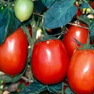 Rio Grande Tomato - Bulk Vegetable Seeds - 20 grams
