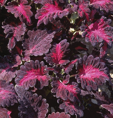 Coleus Black Dragon - Annual - Solenostemon - 20 Seeds