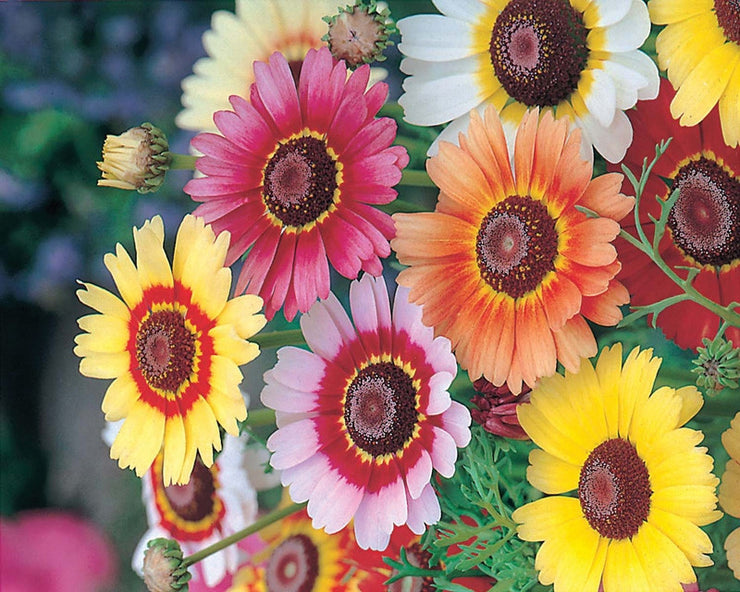 Chrysanthemum Rainbow Mix / Tricolor - Chrysanthemum Carinatum - Annual Flower - 500 Seeds