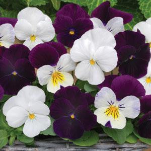 Viola Sorbet Blackberry Sundae Mix - Viola cornuta - 10 Seeds