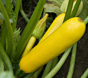 Easy Pick Golden Zucchini - Cucurbita pepo - 5 Seeds - The Patio Vegetable Collection