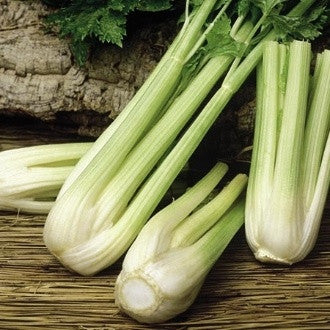 Golden Pascal Celery - Apium graveolens var. dolce - Heirloom Vegetable - 250 Seeds