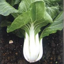 Canton Chinese Pak Choi - Pak Choy - Brassica pekinensis - Heirloom Vegetable - 200 Seeds