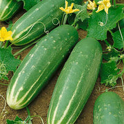 Marketmore 76 Cucumber - Bulk Vegetable Seeds - 100 grams