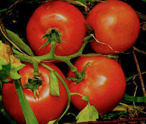 Marglobe Tomato - Solanum lycopersicon - Heirloom Vegetable - 50 Seeds