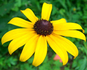 Black Eyed Susan - Rudbeckia - Annual Flower - 10 Seeds