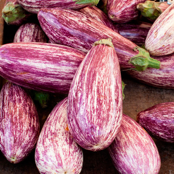 Pinstripe Eggplant - Solanum melongena - Vegetable - 5 Seeds - The Patio Vegetable Collection