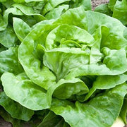 Butterhead "Attraction" Lettuce - Bulk Vegetable Seeds - 50 grams