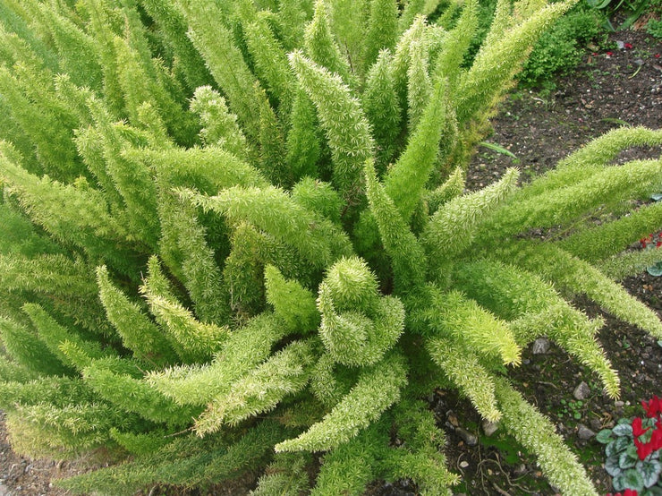 Asparagus Densiflorus "Myersii" - Indigenous South African Creeper / Ground Cover - 10 Seeds