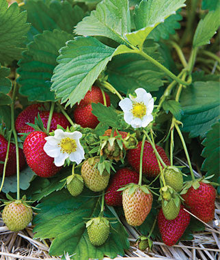 Elan F1 Strawberry - Fragaria - Easy to grow Container Strawberry - Fruit - 5 Seeds