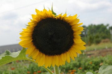 Carmel Sunflower - Bulk Flower Seeds