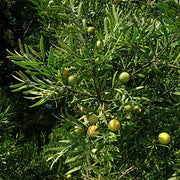 Podocarpus falcatus - Outeniqua Yellow wood - Indigenous South African Tree - 10 Seeds