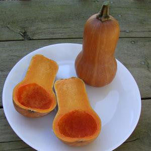 Honeynut - Mini Butternut Squash - 10 Seeds - The Patio Vegetable Collection