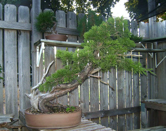 Eastern Red Cedar - Juniperus virginiana - Bonsai / Tree - 10 Seeds