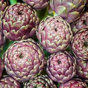 Violet de Provence Artichoke - Bulk Vegetable Seeds - 20 grams