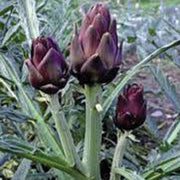 Violet de Provence Artichoke - Bulk Vegetable Seeds - 20 grams