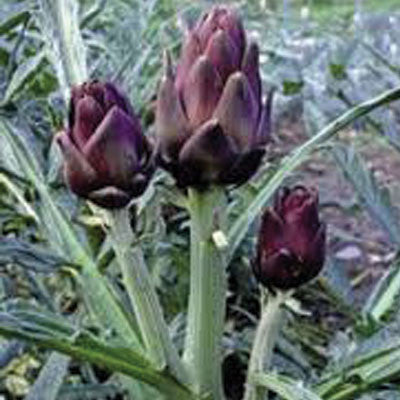 Violet de Provence Artichoke - Cynara scolymus - 10 Seeds
