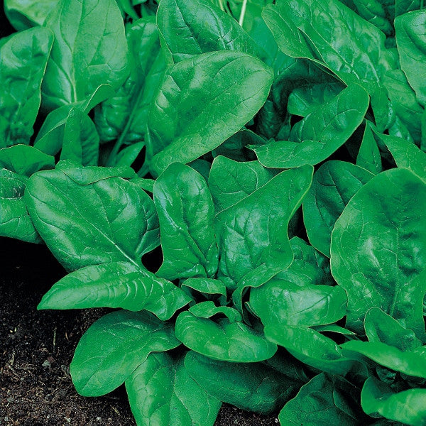 Matador Baby Leaf Spinach - Hybrid - Spinacea Oleracea - 100 Seeds