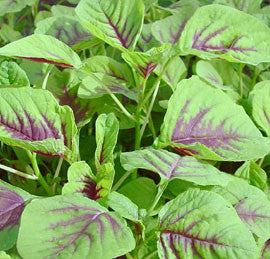 Red Marog - Marogo - African Vegetable - Amaranth - 100 Seeds