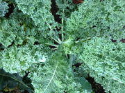 Vates Blue Curled Scotch Kale - Curly Kale - Bulk Vegetable Seeds - 100 grams
