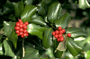 Ilex cornuta - Chinese Holly - Exotic Shrub / Bonsai Tree - 10 Seeds