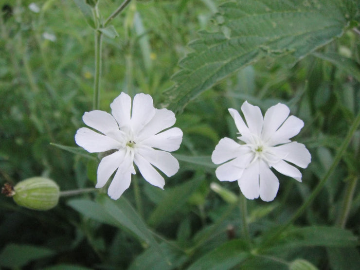 Silene undulata - Silene capensis - African Dream Root- Indigenous South African Perrenial Shrub - 10 Seeds